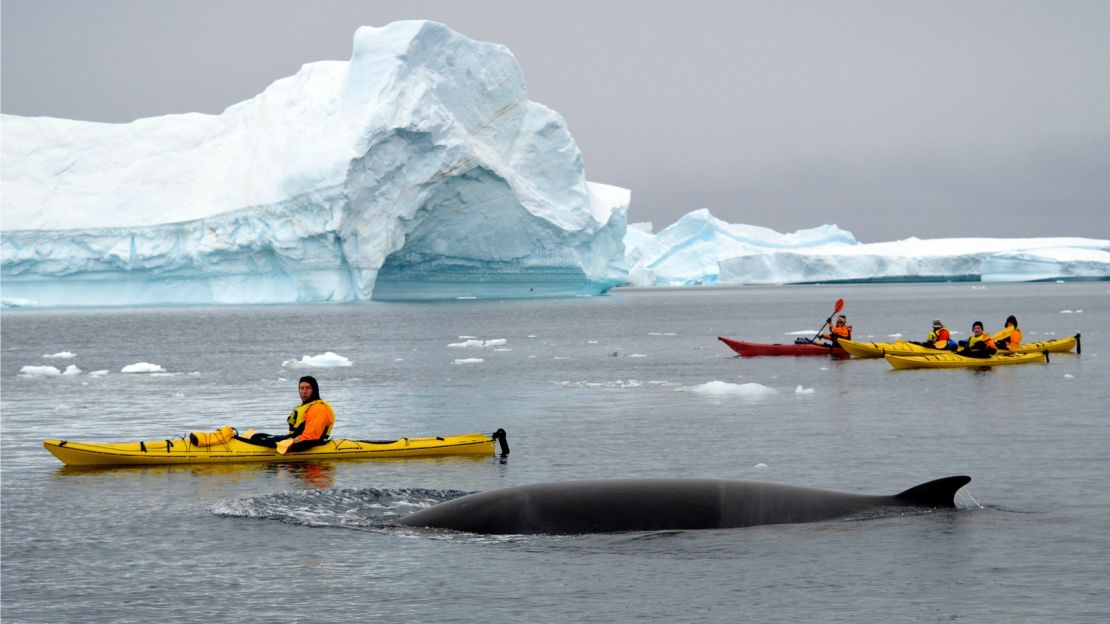 Minke are friendly and can come up to boats of their own accord.