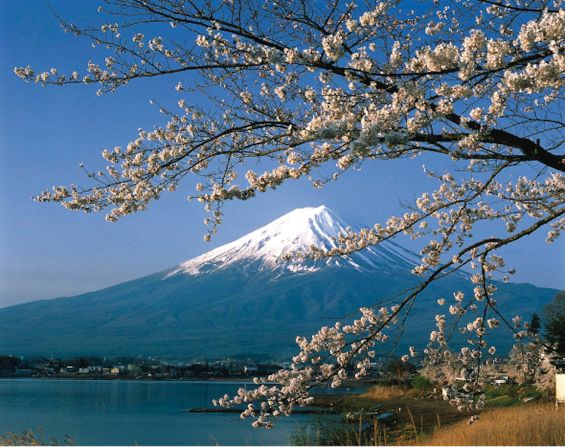 <strong>Mt. Fuji: </strong>The mountain is surrounded by five lakes -- Lake Kawaguchi, Lake Yamanaka, Lake Sai, Lake Motosu and Lake Shoji -- all of which provide the perfect foreground to appreciate the region's cherry blossoms.