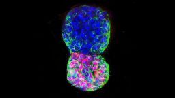 01 mouse embryo stem cells