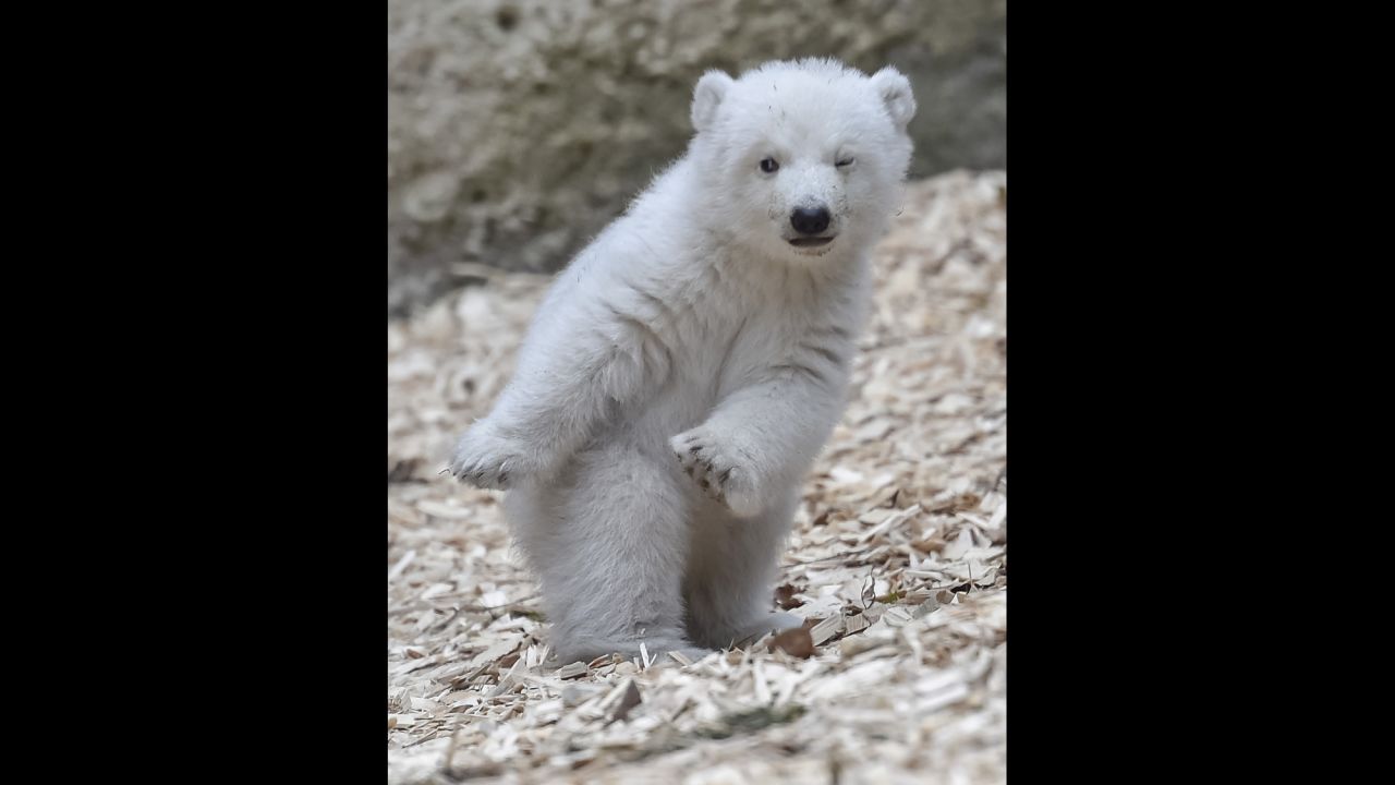 A 14-week-old polar bear is seen at a zoo in Munich, Germany, on Friday, February 24.
