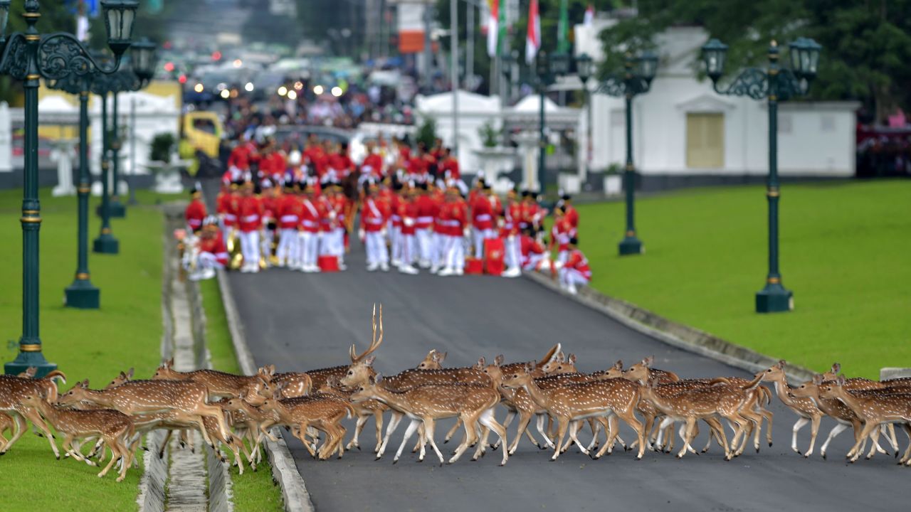 Deer walk past an Indonesian honor guard as it waits for the arrival of Saudi Arabia's king Wednesday, March 1, in Bogor, Indonesia.