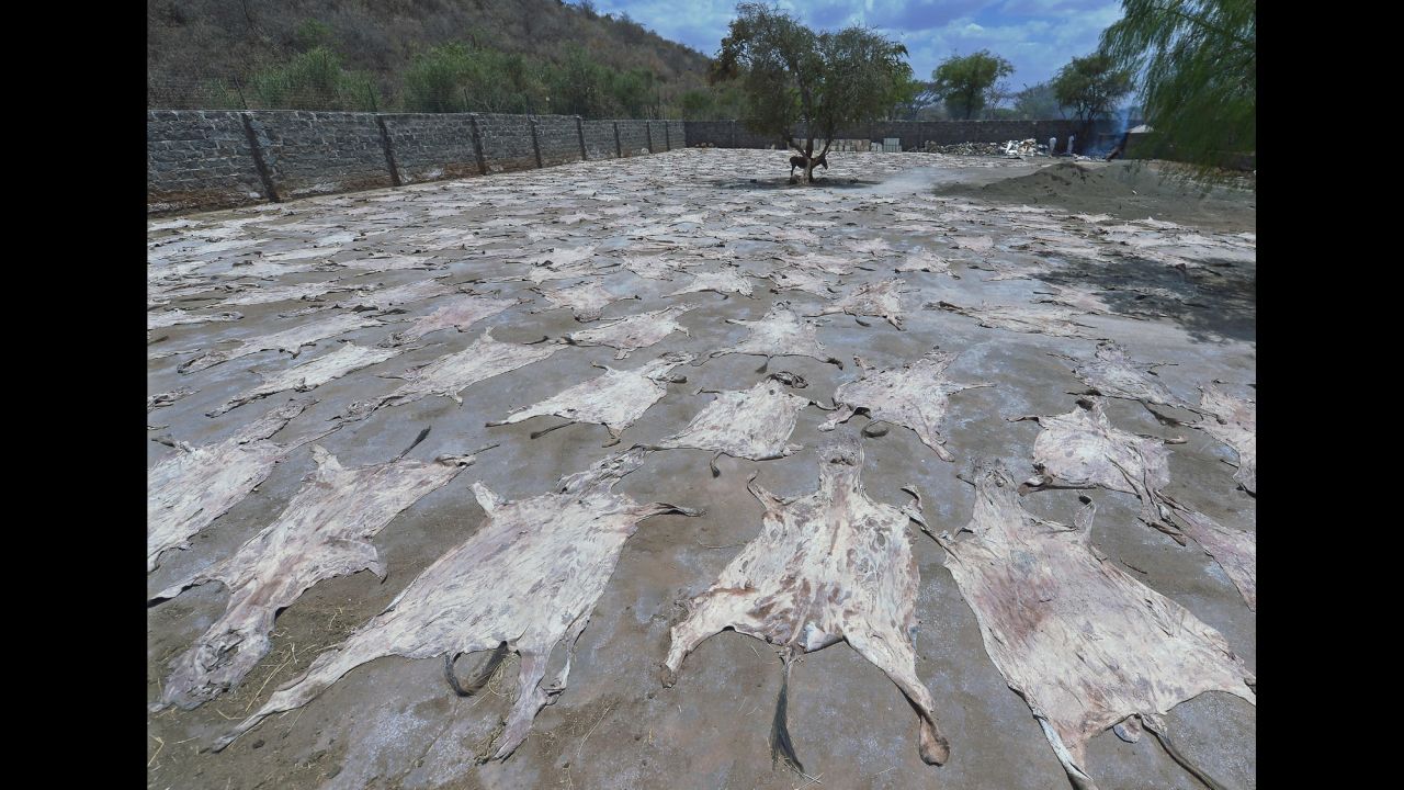 Donkey skins dry in the sun at a slaughterhouse in Baringo County, Kenya, on Tuesday, February 28. Gelatin produced from donkey hide is a key ingredient of one of China's favorite traditional remedies: ejiao, which is used to treat a range of ailments from colds to insomnia. But some African countries <a href="http://www.cnn.com/2016/09/29/africa/china-african-donkeys/" target="_blank">are banning exports</a> because of a steep decline in the donkey population.