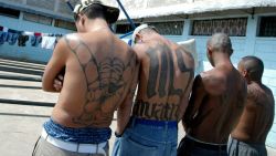 Tegucigalpa, HONDURAS:  Four unidentified members of the Mara Salvatrucha "MS-13" (juvenile gang) show their tatoos in the unit where they are kept imprisioned in the National Penitentiary in Tamara, 30km north of Tegucigalpa, 01 February 2006. AFP PHOTO/Elmer MARTINEZ  (Photo credit should read ELMER MARTINEZ/AFP/Getty Images)