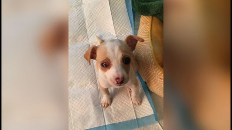 Heartbreaking Video Of Puppy Found In Trash | CNN