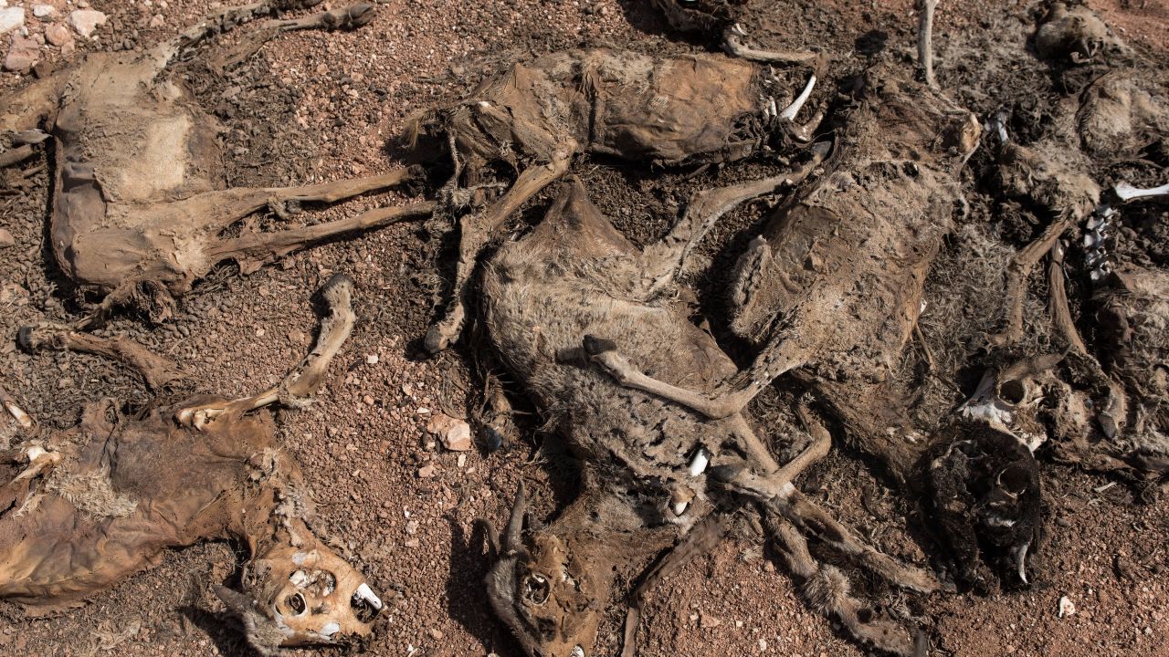 Dead goats are piled up outside a refugee camp in Somalia.