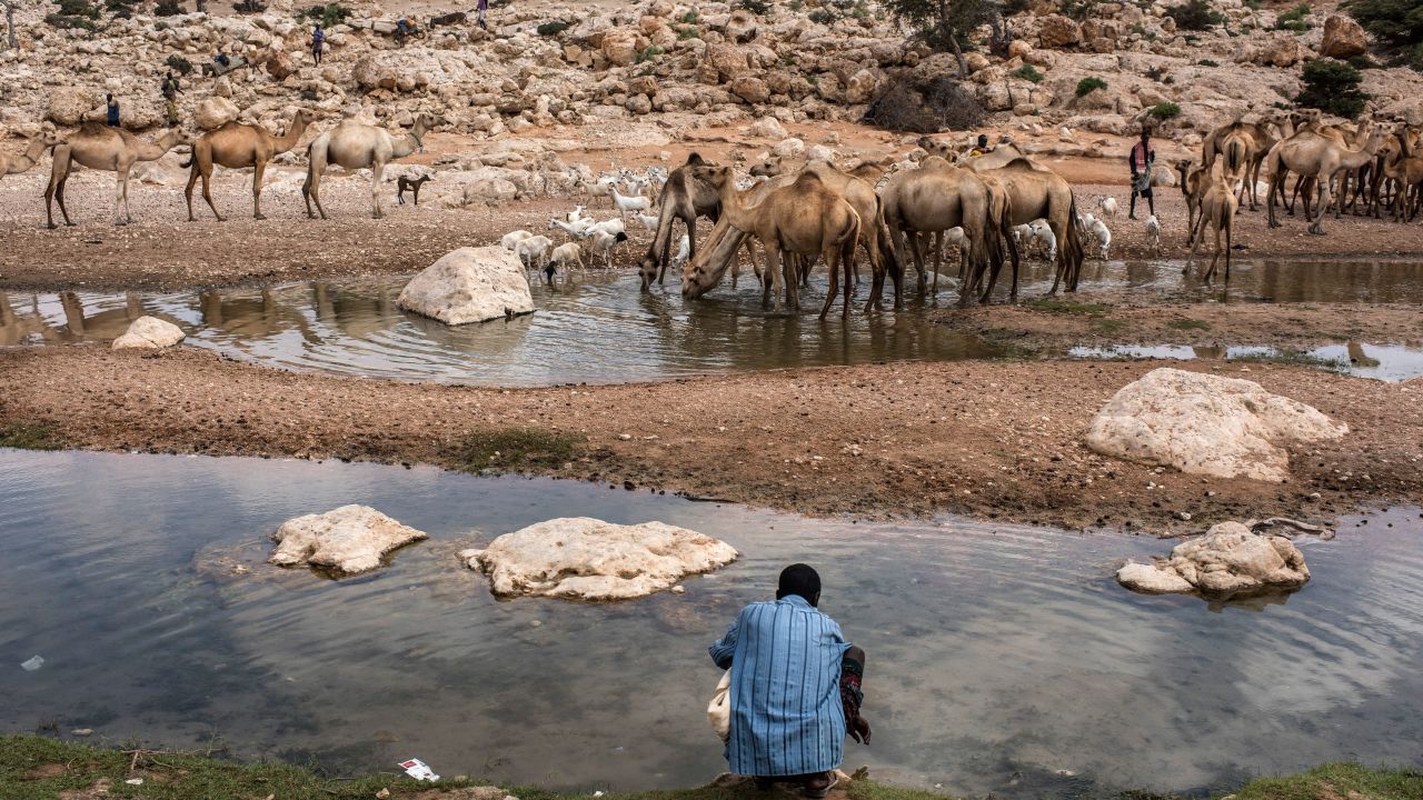 People travel long distances to reach this river near Dhudo, in northern Somalia, because it still has water.
