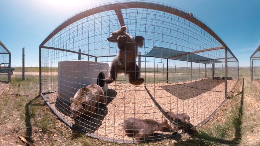 bears animal sanctuary VR