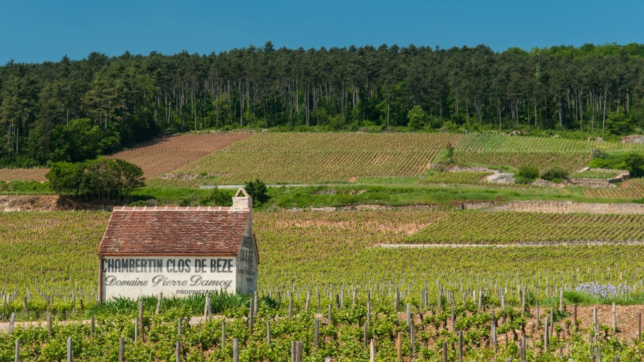 Cycling is the best way to tour the Route des Grand Crus.