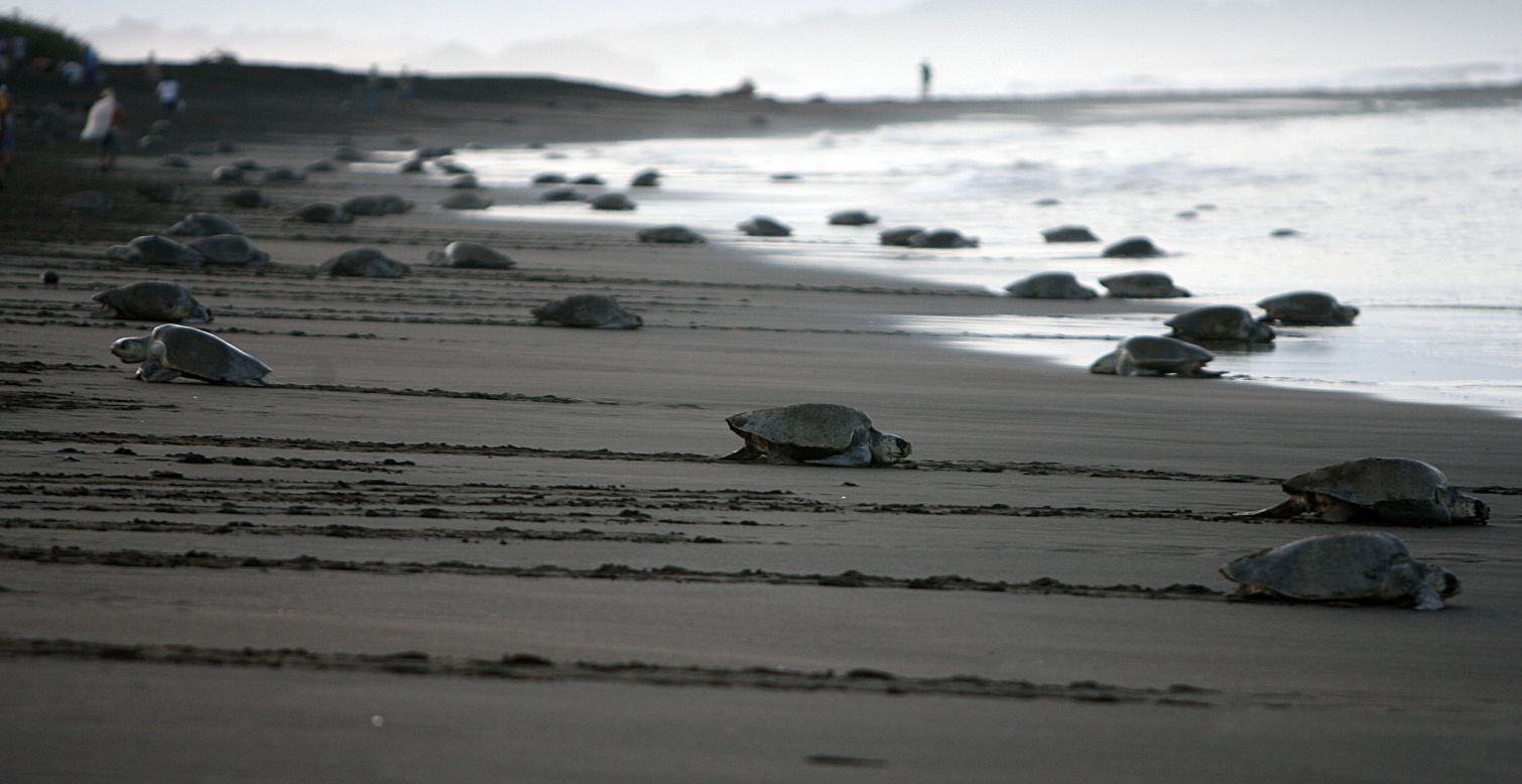 <strong>Kemp's ridley turtle -- </strong>The Kemp's ridley is known for its <a href="https://www.iucnredlist.org/species/11533/155057916#geographic-range" target="_blank" target="_blank">limited range</a>. It spends most of its time around the Gulf of Mexico, Caribbean and eastern coast of the US, although it has been found across the North Atlantic.