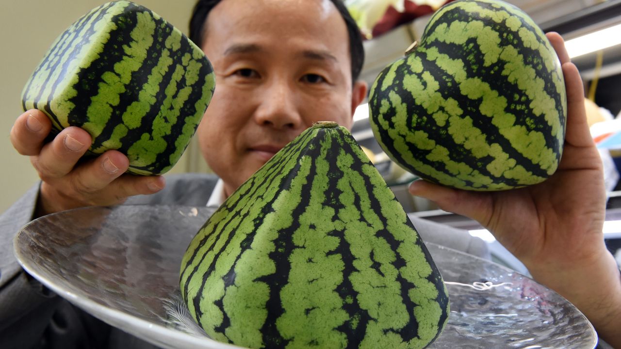 Square, pyramid and heart-shaped watermelons like these can sell for upwards of $100 each in Japan 