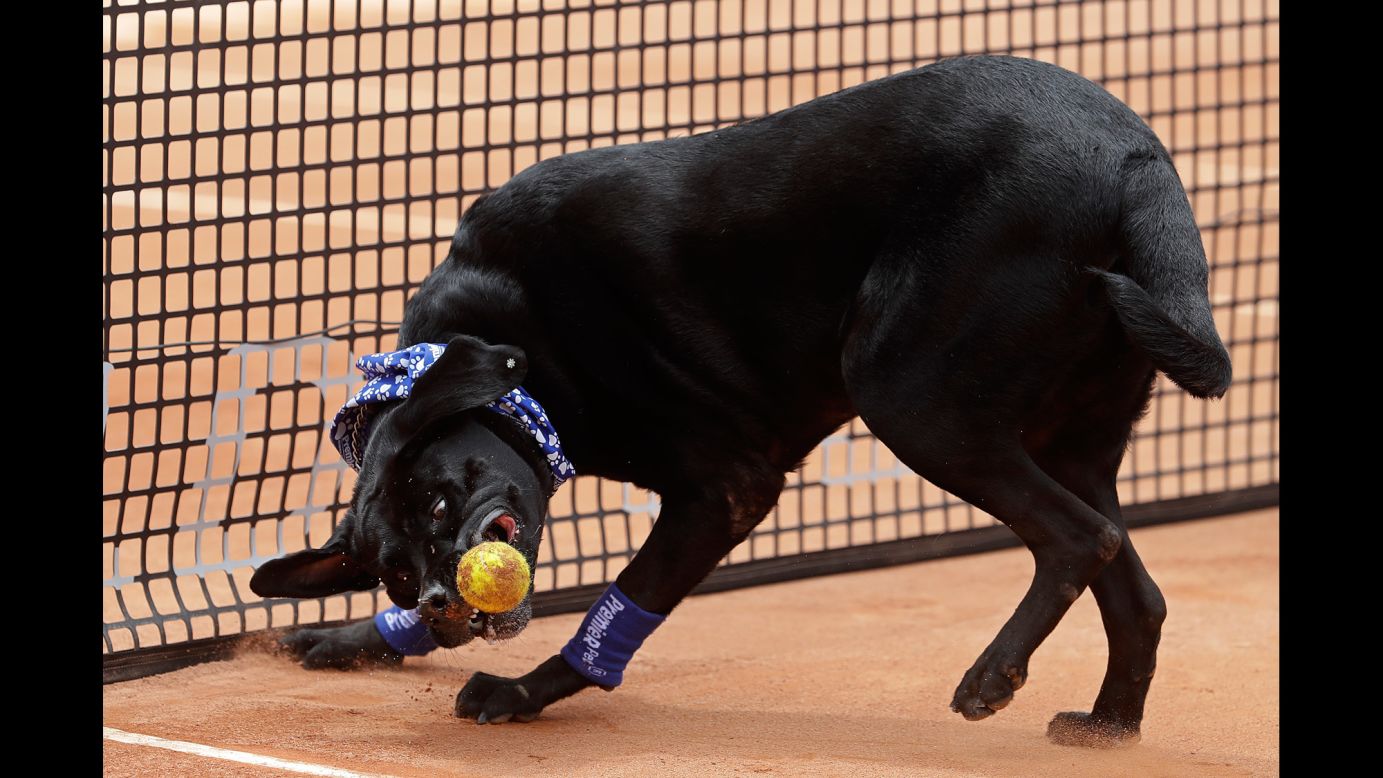 A shelter dog trained as a tennis-ball retriever shows off his skills in Sao Paulo, Brazil, on Saturday, March 4. Shelter dogs performed before a semifinal match at the Brazil Open.