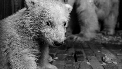 Fritz was seen as the successor to Knut, another polar bear that died in Berlin in 2011.