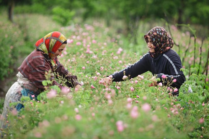 Women pick roses at dawn, ensuring the maximum quantity of oil in the petals in Isparta, Turkey.