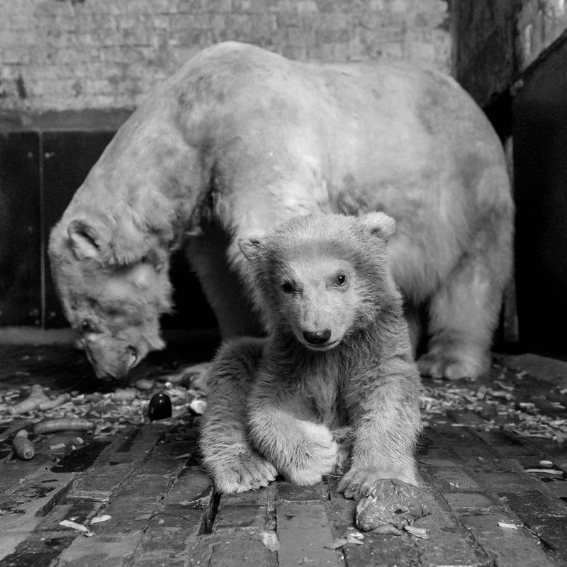 4-month-old Fritz, the beloved Berlin zoo polar bear, dies | CNN