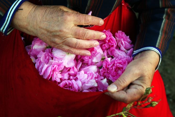 A Bulgarian woman holds a bag filled with picked rose petals in the Valley of Roses, near the town of Karlovo, in central Bulgaria. Its mild climate has made Bulgaria, along with Turkey and Morocco, one the world's three largest producers of rosa damascena, whose oil is a much-wanted perfumery substance.