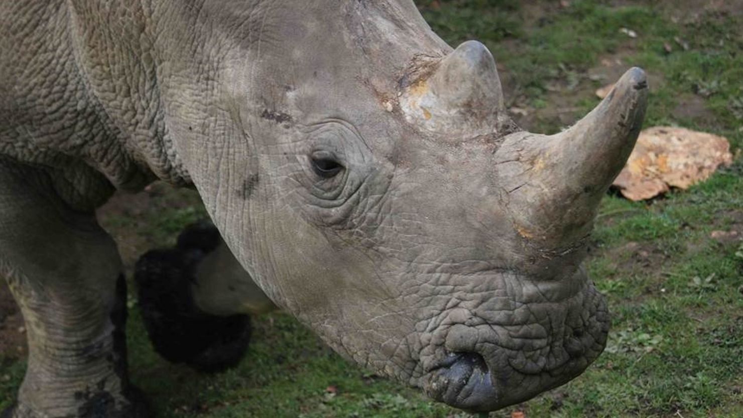 The two others white rhinos living in Thoiry escaped the massacre and are safe.  
