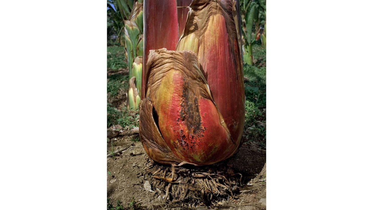 The ensete plant is native to tropical regions of Africa and Asia and an important food crop in Ethiopia