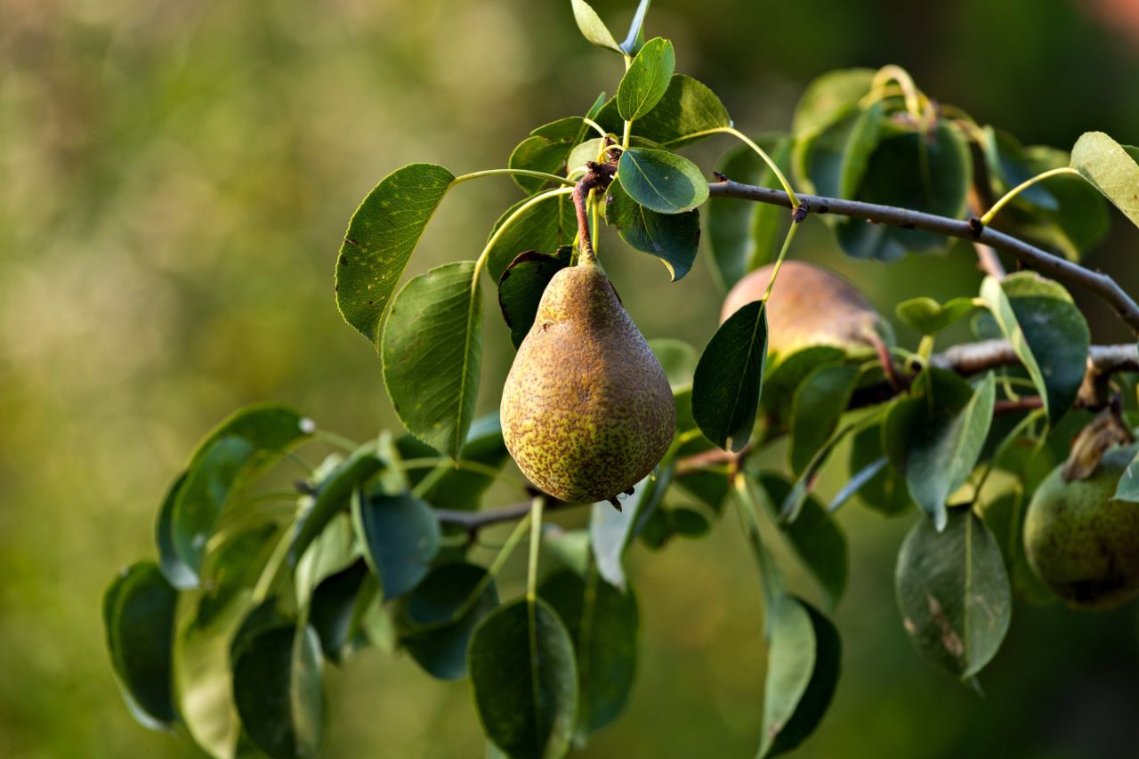 Several pesticides in high concentrations, including insecticides and fungicides, were found on this eighth-ranking stone fruit. More than half of all pears had residues of five or more pesticides, the group found.