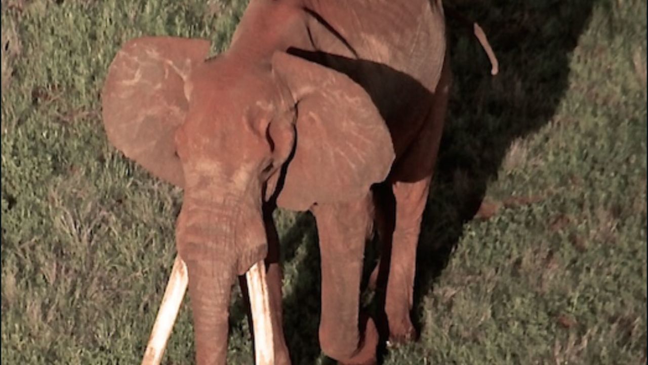 Satao II, seen here at the Tsavo National Park in southeast Kenya, was named after his predecessor, Satao, who was killed by poachers in 2014.