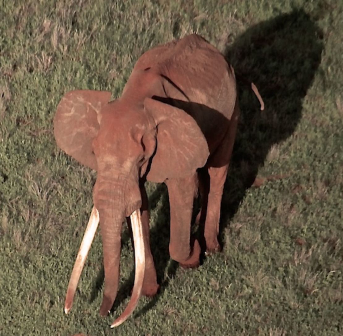 Satao II, seen here at the Tsavo National Park in southeast Kenya, was named after his predecessor, Satao, who was killed by poachers in 2014. 
