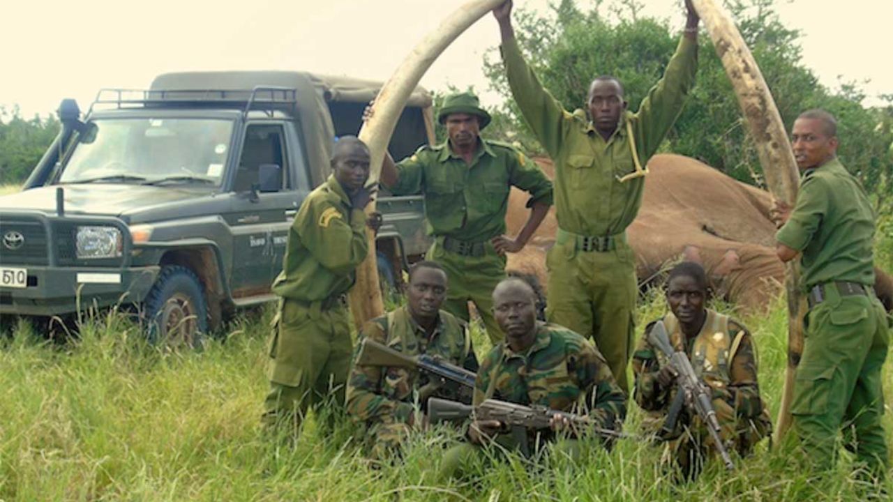 Rangers from the Kenya Wildlife Service and Tsavo Trust pose with the large, long elephant tusks of Satao II. Park rangers recovered the tusks before poachers would claim them.