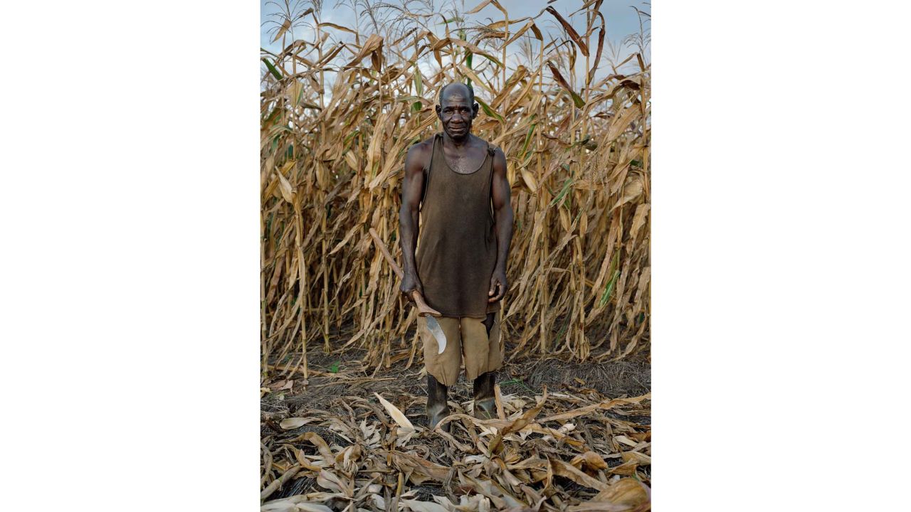 David Matandala, 75, harvesting Maize in Mlonda Village, Malawi