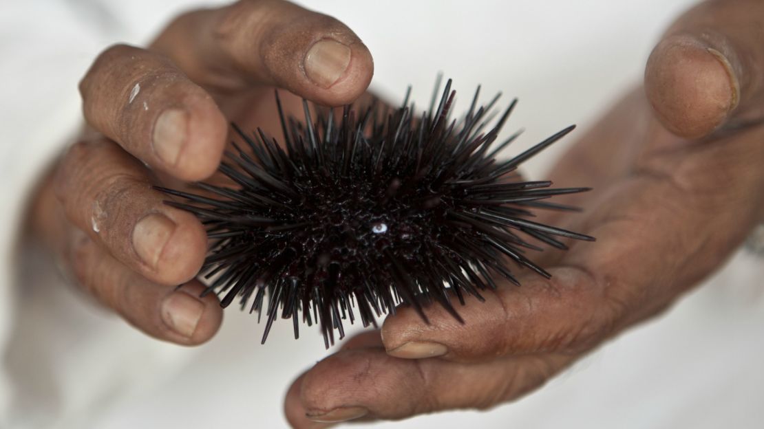 unseen asia - sea urchin farm