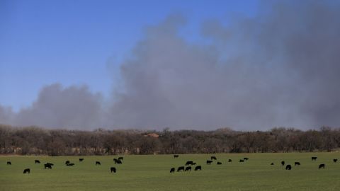 Cattle graze with a background of smoke from wildfires near Hutchinson, Kansas, Tuesday.