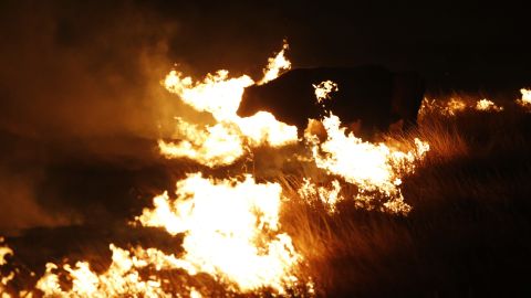 A cow grazes by a wildfire near Protection, Kansas, early Tuesday.