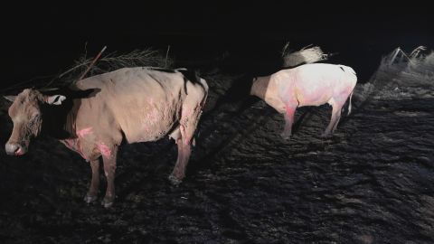 A pair of badly burned cows stand along a rural road near Ashland, Kansas, early Tuesday.