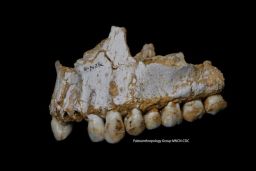 DNA analysis from tooth plaque reveals insight into  Neanderthals' behavior.