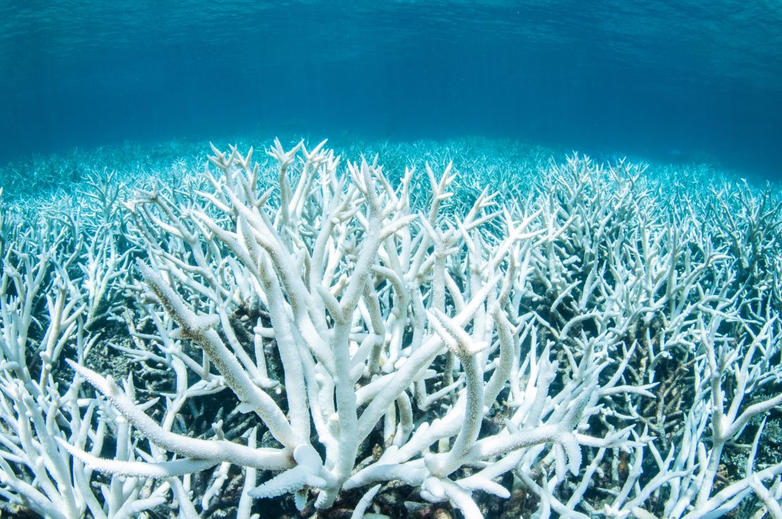 When sea water becomes too warm, corals "bleach" and turn white. 