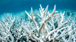 Documentation of the Great Barrier Reef near Port Douglas from Greenpeace Australia Pacific, shows damage of coral. This is the result of 12 months of above average sea temperatures across the Reef.