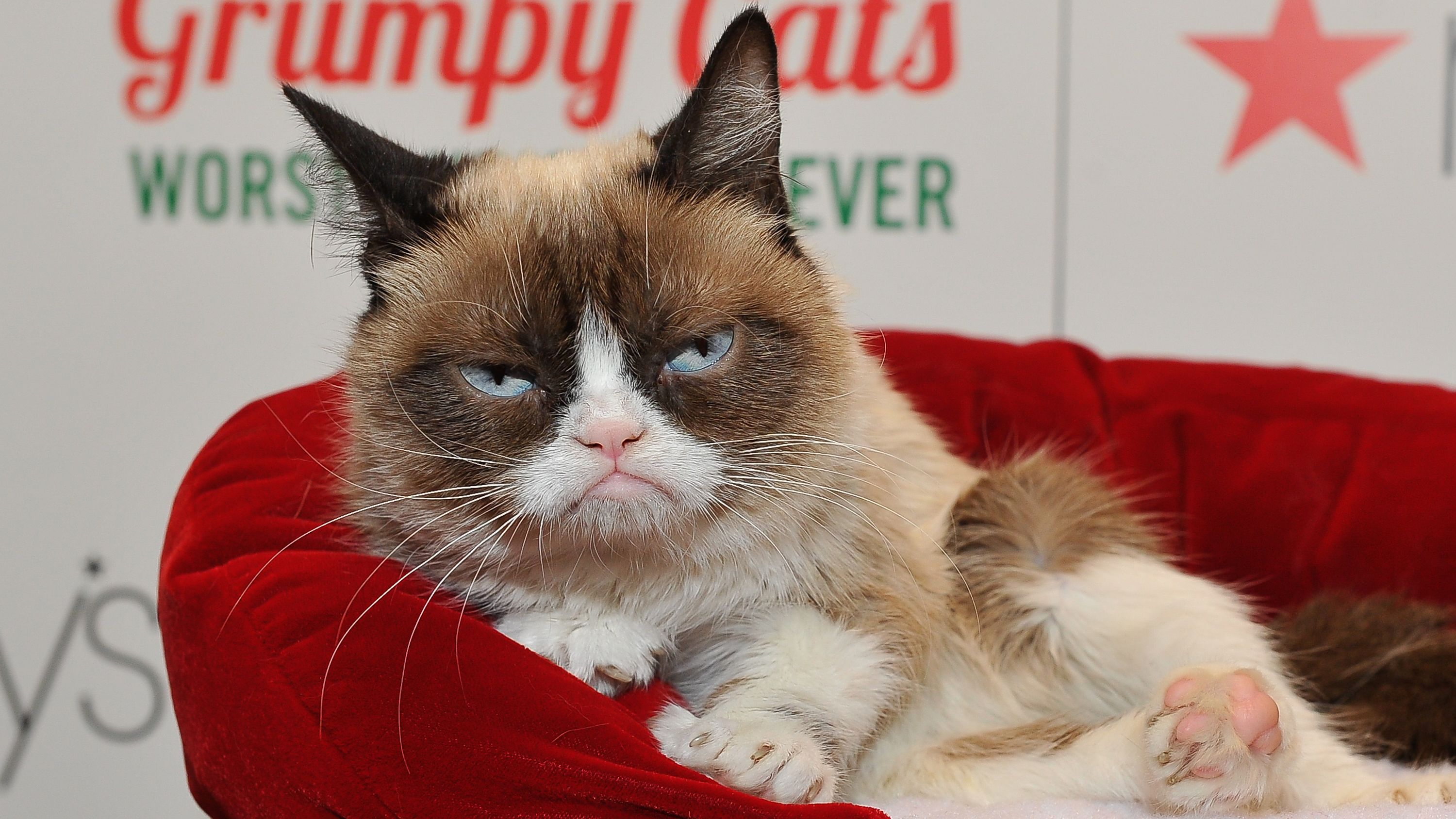 grumpy cat no work