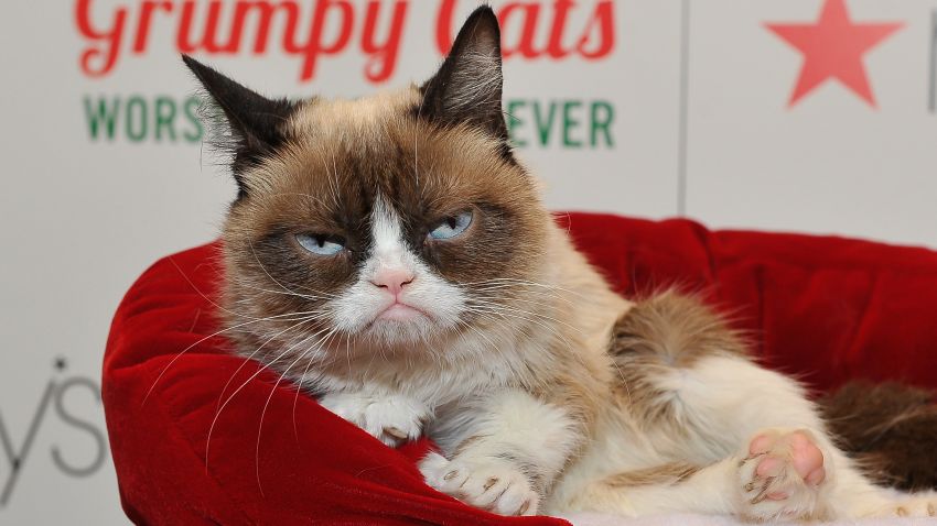 SAN FRANCISCO, CA - NOVEMBER 21: Grumpy Cat appears at Lifetime's Grumpy Cat's Worst Christmas Ever event at Macy's Union Square on November 21, 2014 in San Francisco, California. (Photo by Steve Jennings/Getty Images for Civic Entertainment Group)