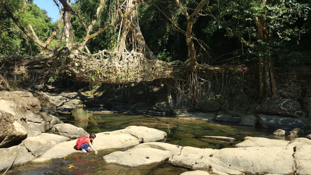 Meghalaya's living bridges are made with tree roots and rocks. 