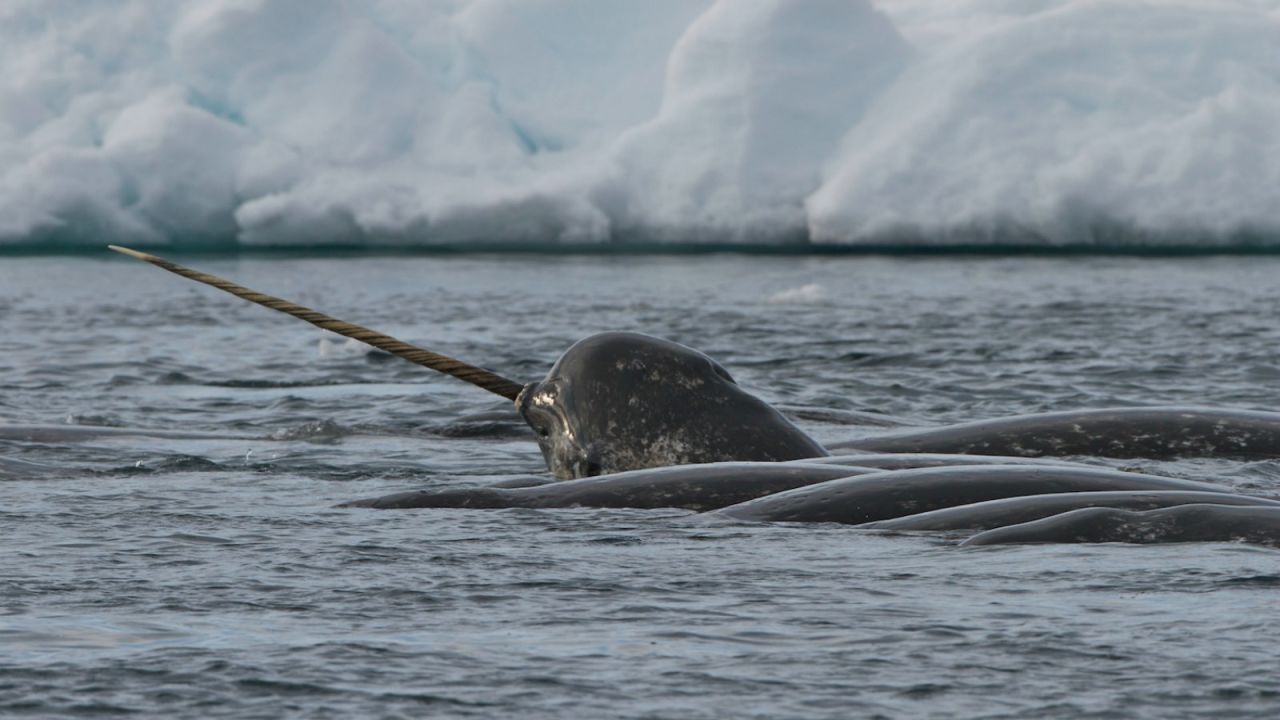 The male narwhal's ivory tusk grows in a spiral directly through the whale's upper lip.