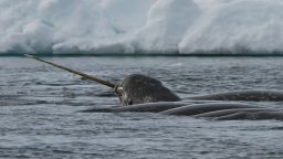 The skull contained DNA from a female narwhal, an elusive species known for the long tooth that protrudes from male narwhal's lips and earned them the nickname "unicorn of the sea."  