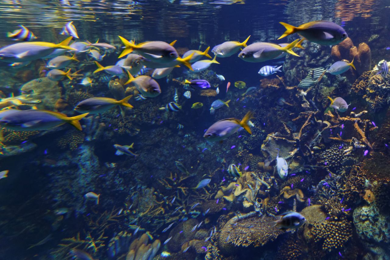 Even the fish think Osaka is great.