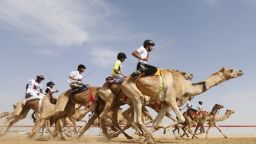 Jockeys compete in a camel race during the Sheikh Sultan Bin Zayed al-Nahyan heritage festival, held at the Shweihan racecourse in Al-Ain, on the outskirts of Abu Dhabi, on February 10, 2017.
The festival includes a camel beauty contest, a traditional souq, a camel auction, and competitions for traditional handicrafts. / AFP / KARIM SAHIB        (Photo credit should read KARIM SAHIB/AFP/Getty Images)