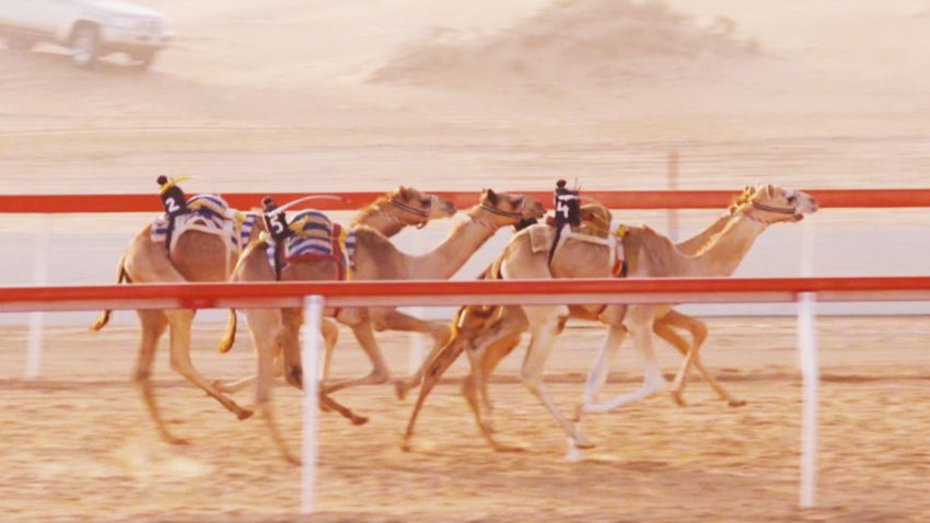 camel racing tease image