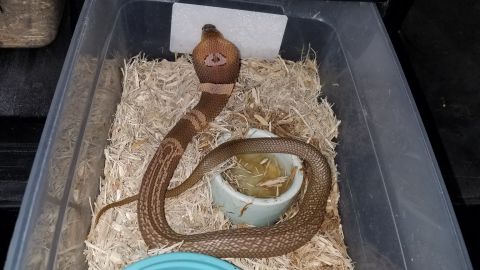 A suphan cobra, seen here, escaped its home in Ocala, Florida Monday night.