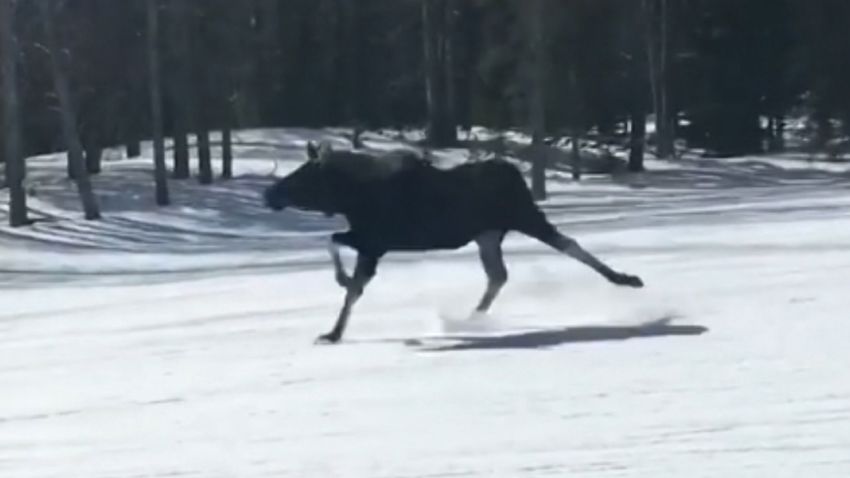moose on the loose