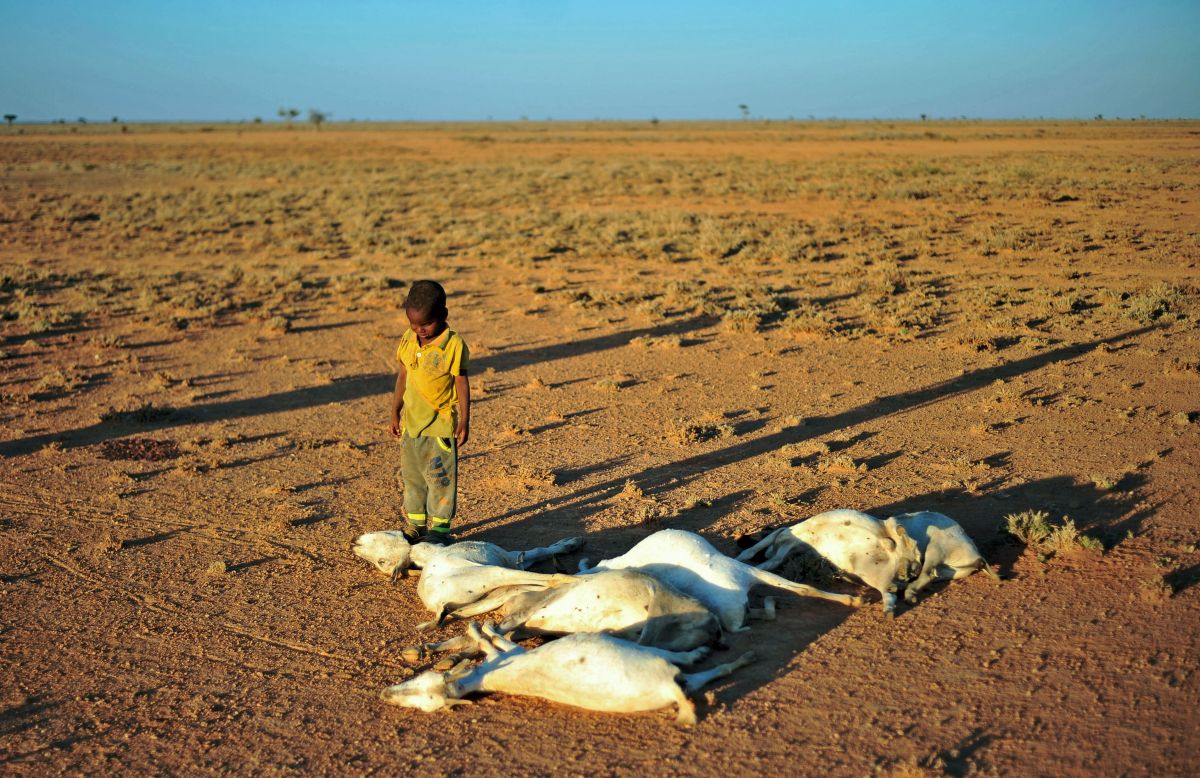 A boy looks at a flock of dead goats in a dry land close to Dhahar in Puntland, northeastern Somalia. Drought in the region has severely affected livestock for local herdsmen.
