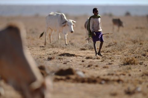 A young herder from the Samburu pastoral community in Kenya grazes his family cattle on the dwindling pasture on the plains of the Loisaba wildlife conservancy, where controlled livestock grazing from surrounding manyattas (Samburu settlements) is helping mitigate conflict over increasingly scarce water and pasture during a biting drought season.