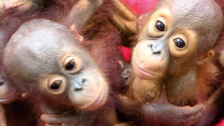gbs orangutans worlds cutest preschool pkg_00001217.jpg