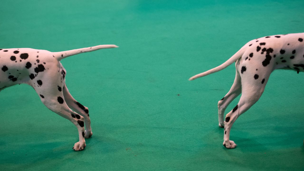 Dalmatians take part in the annual Crufts dog show in Birmingham, England, on Friday, March 10.