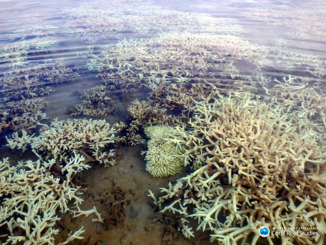 Extensive coral bleaching in the Kimberley Region of the Great Barrier Reef as seen in early 2017.