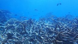 A graveyard of dead staghorn coral along the Great Barrier Reef