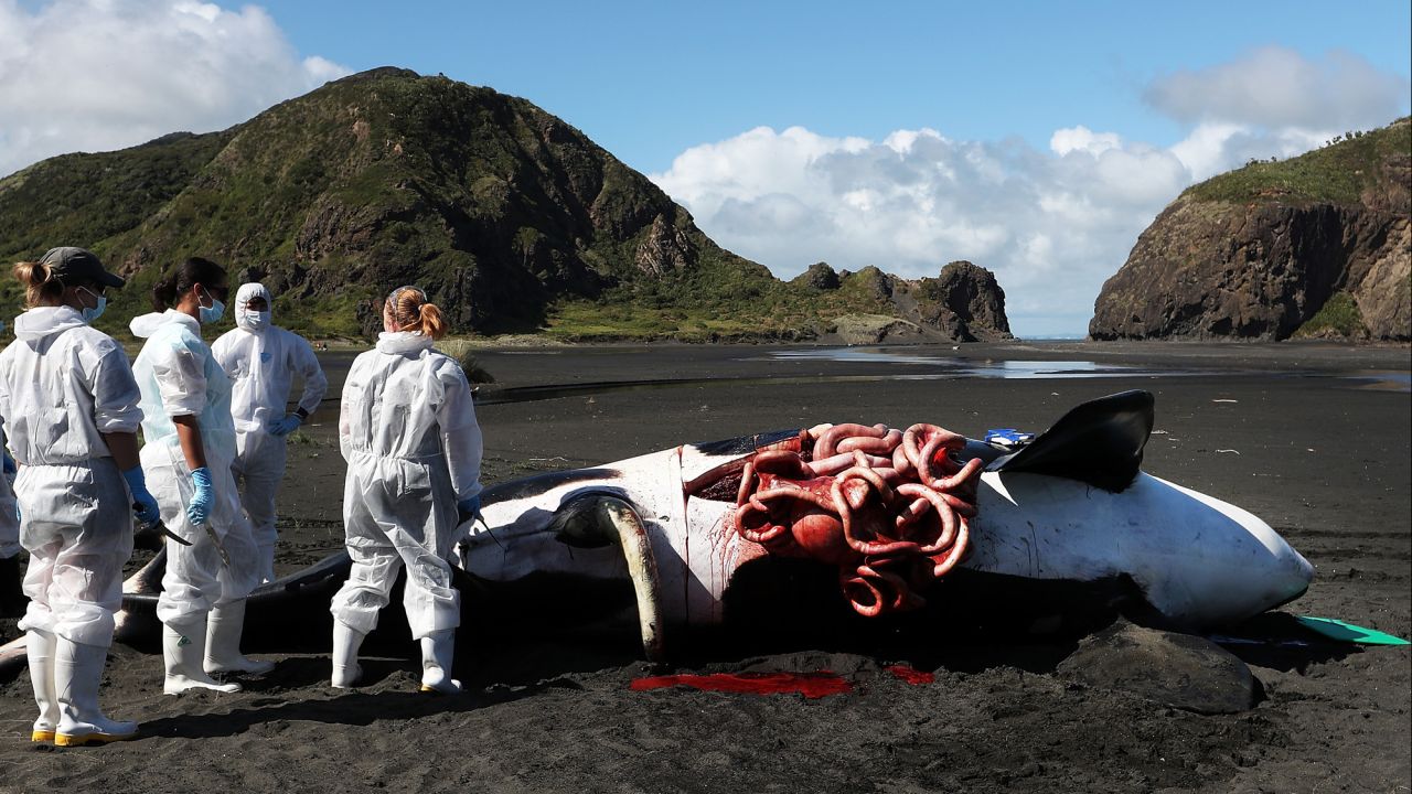 A dead orca is examined after it washed up on a beach in Auckland, New Zealand, on Monday, March 14.